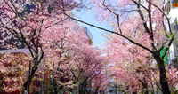 校舎の近くに桜の名所があります