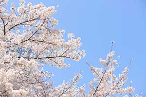 通信制高校の入学から卒業までの流れ