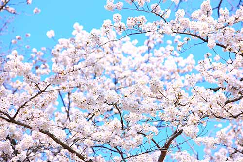ポイント⑥ 入学時期や転籍といった制度から選ぶ
