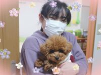 プードルのはなちゃんも登校！