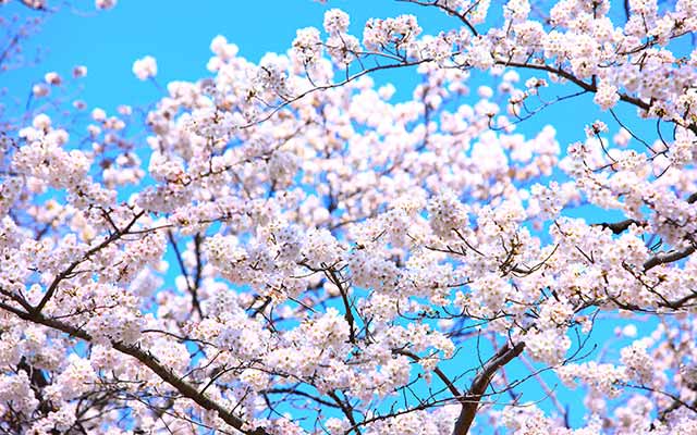 ポイント⑥ 入学時期や転籍といった制度から選ぶ